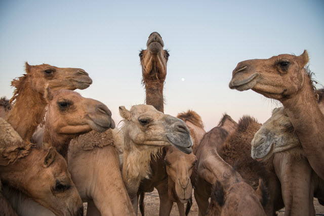 Camel UP, un jeu de société  rigolo