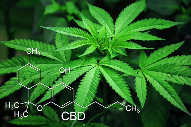 Pourquoi le THC est psychoactif et pas le CBD ?