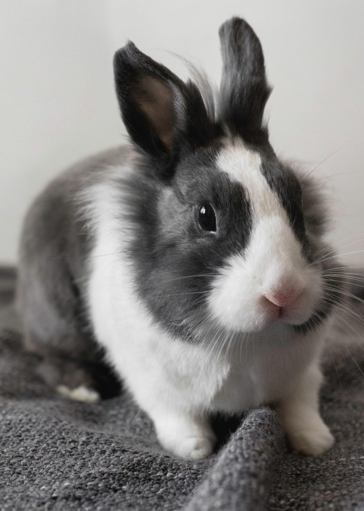 Quel tapis choisir pour son lapin ?