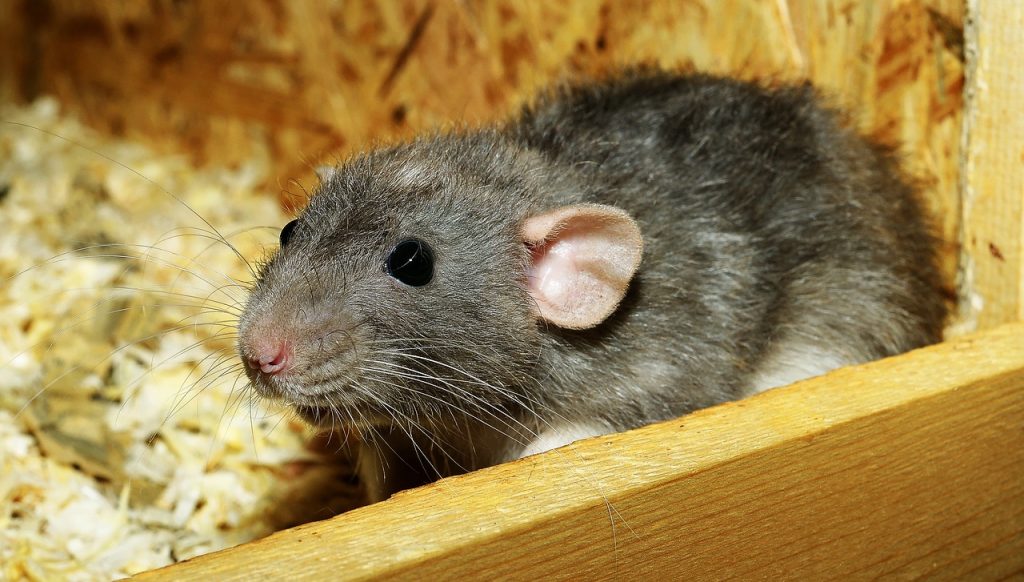 Pourquoi un rat dans ma maison ?